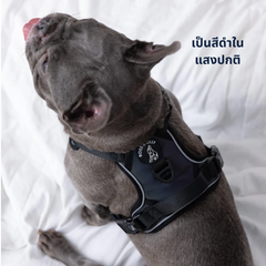 Boss & Olly - Mystique Active Harness Boss & Olly - Mystique รัดอก สายจูง สำหรับสุนัขและแมว Leash and Harness for Dog and Cat