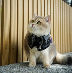 Momoji Shin Bib - Charcoal Black ชุดน้องหมาน้องแมว เสื้อผ้าสุนัข ผ้าผันคอหนัง สีดำ Jacket for Pets