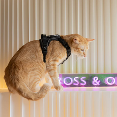 Boss & Olly - Mystique Active Harness Boss & Olly - Mystique รัดอก สายจูง สำหรับสุนัขและแมว Leash and Harness for Dog and Cat