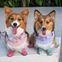 Momoji Evelyn Bib - ชุดน้องหมาน้องแมว ผู้หญิงมีกระโปรง ลูกคุณหนู สำหรับสัตว์เลี้ยง