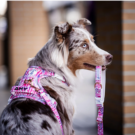 Boss & Olly - Fruity Sorbet รัดอก สายจูง สำหรับสุนัขและแมว Leash and Harness for Dog and Cat