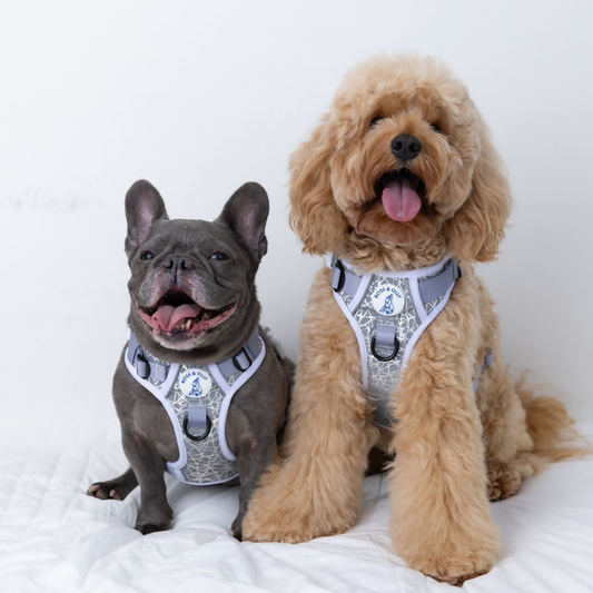 Boss & Olly - HoloGlam Active Harness รัดอก สายจูง สำหรับสุนัขและแมว Leash and Harness for Dog and Cat
