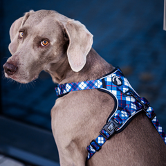Boss & Olly - Nautical Plaids Active Harness