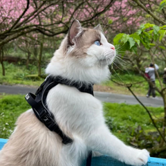 Boss & Olly - Mystique Active Harness Boss & Olly - Mystique รัดอก สายจูง สำหรับสุนัขและแมว Leash and Harness for Dog and Cat