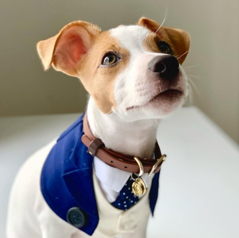Momoji Queensway Bib