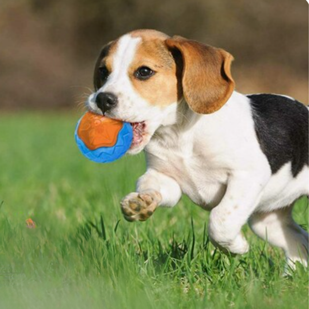 Puppy N Paw Hammer / Ball Dog Toy ของเล่นหมา  ของเล่นขัดฟัน ลูกบอลสำหรับฝึกสุนัข