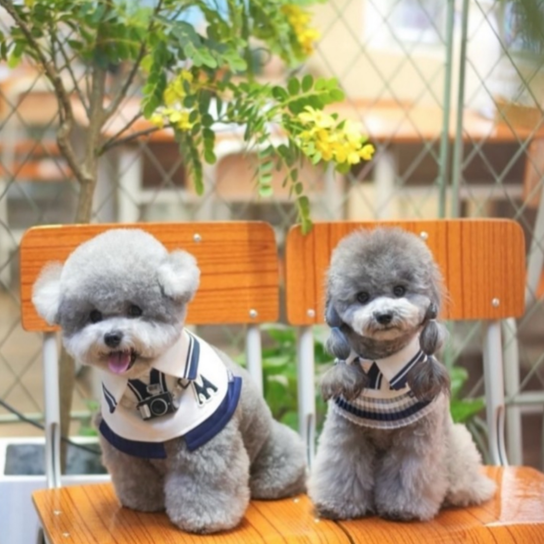 Momoji Tennis Pet Bib - ผ้าพันคอสำหรับสัตว์เลี้ยง ชุดเทนนิสชาย เทนนิสหญิง