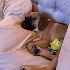Puppy N Paw Queen Bee Squeaky Toy - Yellow ของเล่นยาง ของเล่นสุนัข บีบมีเสียง