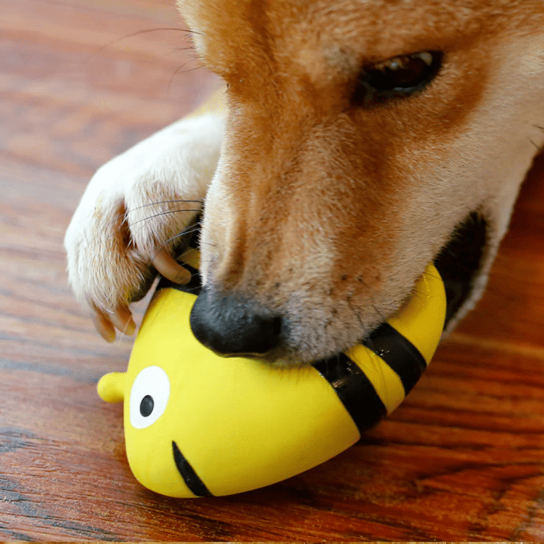 Puppy N Paw Queen Bee Squeaky Toy - Yellow ของเล่นยาง ของเล่นสุนัข บีบมีเสียง