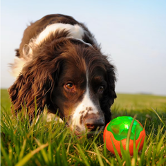 Puppy N Paw Hammer / Ball Dog Toy ของเล่นหมา  ของเล่นขัดฟัน ลูกบอลสำหรับฝึกสุนัข