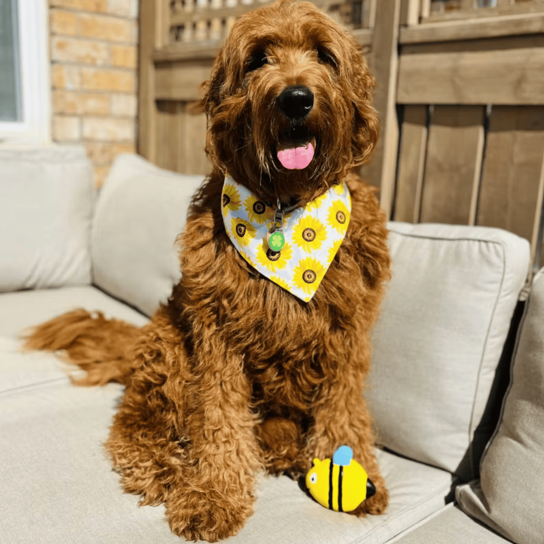 Puppy N Paw Queen Bee Squeaky Toy - Yellow ของเล่นยาง ของเล่นสุนัข บีบมีเสียง