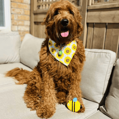 Puppy N Paw Queen Bee Squeaky Toy - Yellow ของเล่นยาง ของเล่นสุนัข บีบมีเสียง