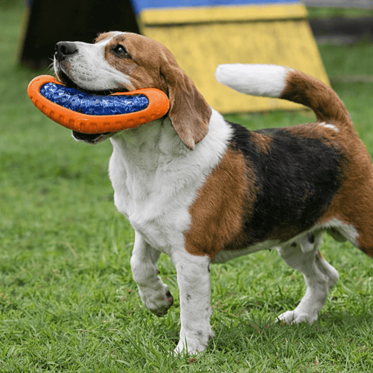 Puppy N Paw Boomerang Bite Toy - ของเล่นยางทรงบูมเมอแรง