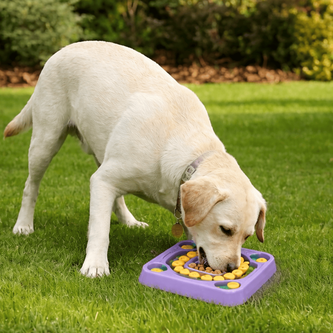 Puppy N Paw Find Treasure - Slow Feed ชามป้องกันการกินเร็วของสัตว์เลี้ยง ลดการอาเจียนสำลัก สำหรับสุนัข