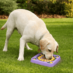 Puppy N Paw Find Treasure - Slow Feed ชามป้องกันการกินเร็วของสัตว์เลี้ยง ลดการอาเจียนสำลัก สำหรับสุนัข