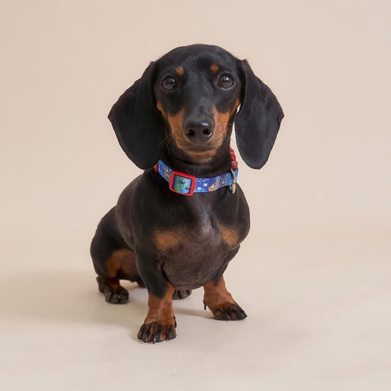 The Lonely Rabbit ปลอกคอ รัดอก สายจูง สำหรับสัตว์เลี้ยง สุนัข หมาใหญ่ แมว Collar Leash Harness