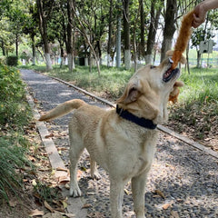 Puppy N Paw Forest Friend - ของเล่นสุนัขรูปกระรอก แรคคูน หมาป่า