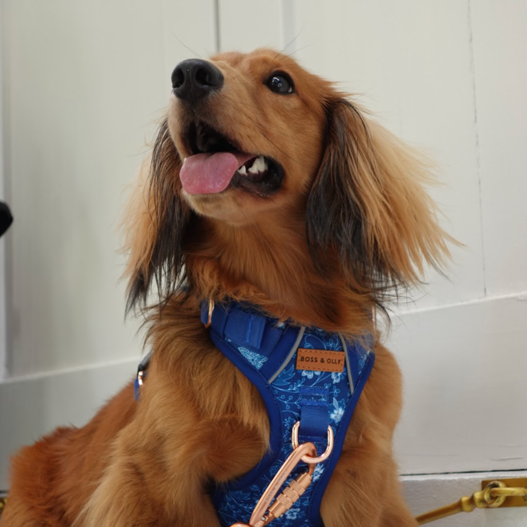 Boss & Olly - Batik Blue รัดอก สายจูงสำหรับสัตว์เลี้ยง สุนัข แมว Leash and Harness for Dog and Cat