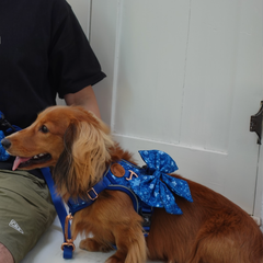 Boss & Olly - Batik Blue รัดอก สายจูงสำหรับสัตว์เลี้ยง สุนัข แมว Leash and Harness for Dog and Cat