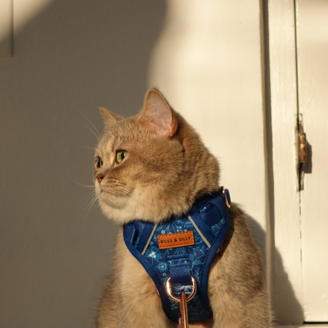 Boss & Olly - Batik Blue รัดอก สายจูงสำหรับสัตว์เลี้ยง สุนัข แมว Leash and Harness for Dog and Cat