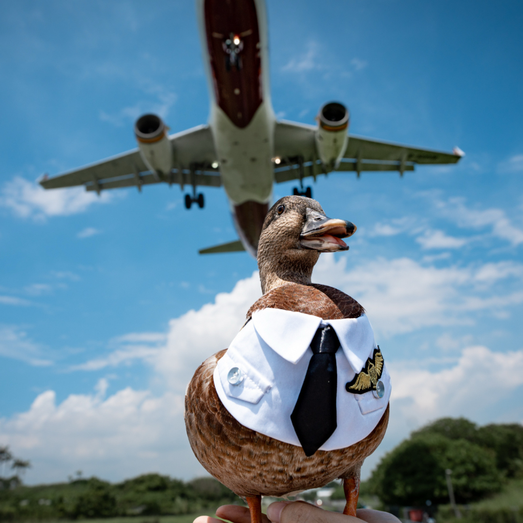 Momoji Air Pilot Bib -  ชุดสุนัข ชุดแมว ชุดสัตว์เลี้ยง ผ้าพันคอสุนัข ชุดนักบิน สีกรม สีขาว