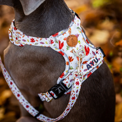Boss & Olly - Autumn Leaves Active Harness