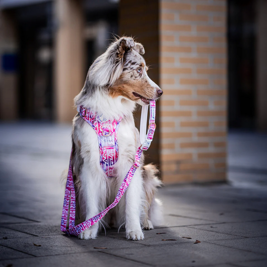 Boss & Olly - Fruity Sorbet รัดอก สายจูง สำหรับสุนัขและแมว Leash and Harness for Dog and Cat