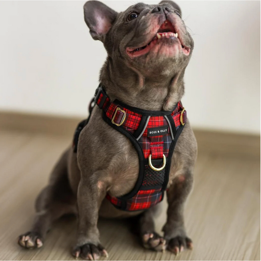 Boss & Olly - Lumberjack Plaids รัดอก สายจูง สำหรับสุนัขและแมว Leash and Harness for Dog and Cat