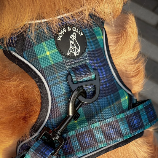 Boss & Olly - Forest Plaid รัดอก สายจูง สำหรับสุนัขและแมว Leash and Harness for Dog and Cat
