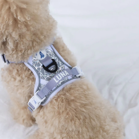 Boss & Olly - HoloGlam Active Harness รัดอก สายจูง สำหรับสุนัขและแมว Leash and Harness for Dog and Cat