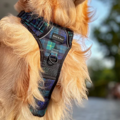 Boss & Olly - Forest Plaid รัดอก สายจูง สำหรับสุนัขและแมว Leash and Harness for Dog and Cat