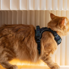 Boss & Olly - Forest Plaid รัดอก สายจูง สำหรับสุนัขและแมว Leash and Harness for Dog and Cat