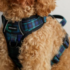 Boss & Olly - Forest Plaid รัดอก สายจูง สำหรับสุนัขและแมว Leash and Harness for Dog and Cat