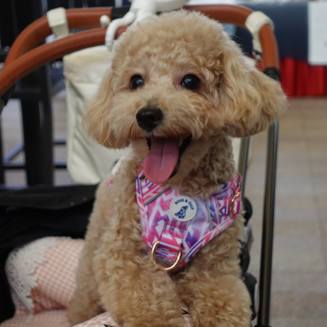 Boss & Olly - Fruity Sorbet รัดอก สายจูง สำหรับสุนัขและแมว Leash and Harness for Dog and Cat