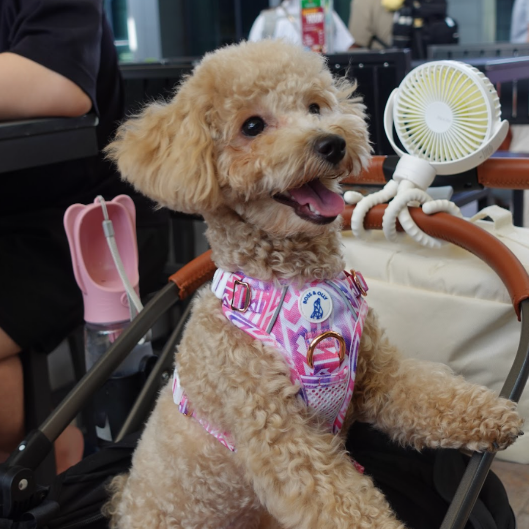 Boss & Olly - Fruity Sorbet รัดอก สายจูง สำหรับสุนัขและแมว Leash and Harness for Dog and Cat