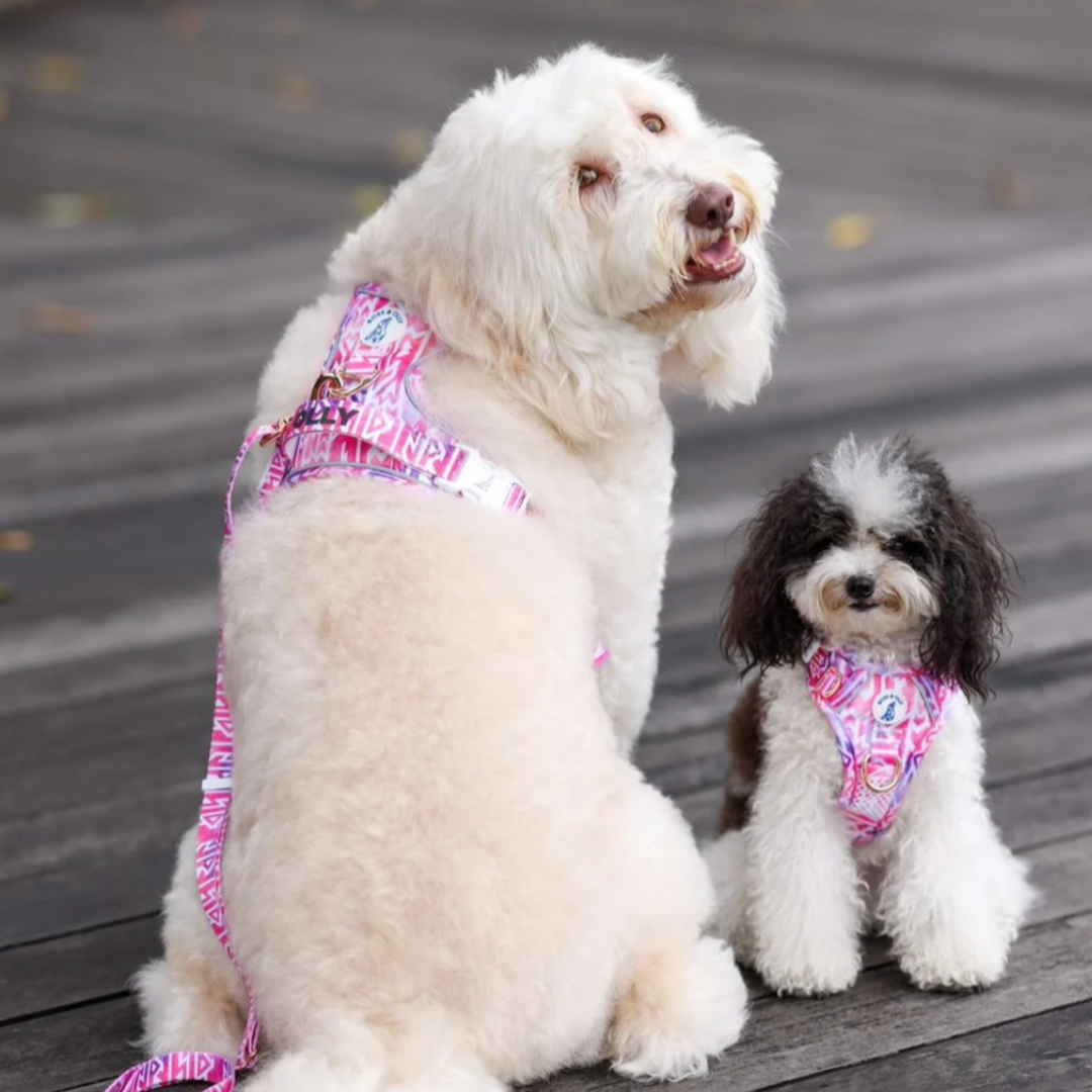 Boss & Olly - Fruity Sorbet รัดอก สายจูง สำหรับสุนัขและแมว Leash and Harness for Dog and Cat