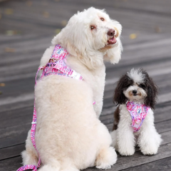 Boss & Olly - Fruity Sorbet รัดอก สายจูง สำหรับสุนัขและแมว Leash and Harness for Dog and Cat