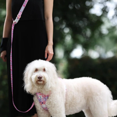 Boss & Olly - Fruity Sorbet รัดอก สายจูง สำหรับสุนัขและแมว Leash and Harness for Dog and Cat
