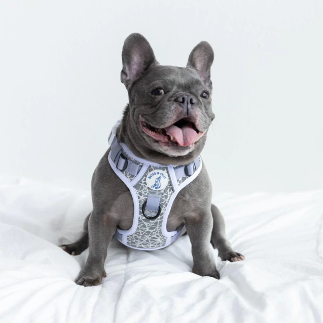 Boss & Olly - HoloGlam Active Harness รัดอก สายจูง สำหรับสุนัขและแมว Leash and Harness for Dog and Cat