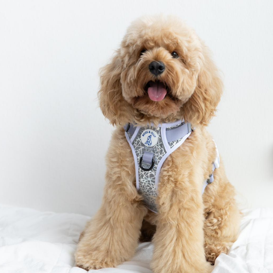 Boss & Olly - HoloGlam Active Harness รัดอก สายจูง สำหรับสุนัขและแมว Leash and Harness for Dog and Cat