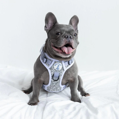 Boss & Olly - HoloGlam Active Harness รัดอก สายจูง สำหรับสุนัขและแมว Leash and Harness for Dog and Cat