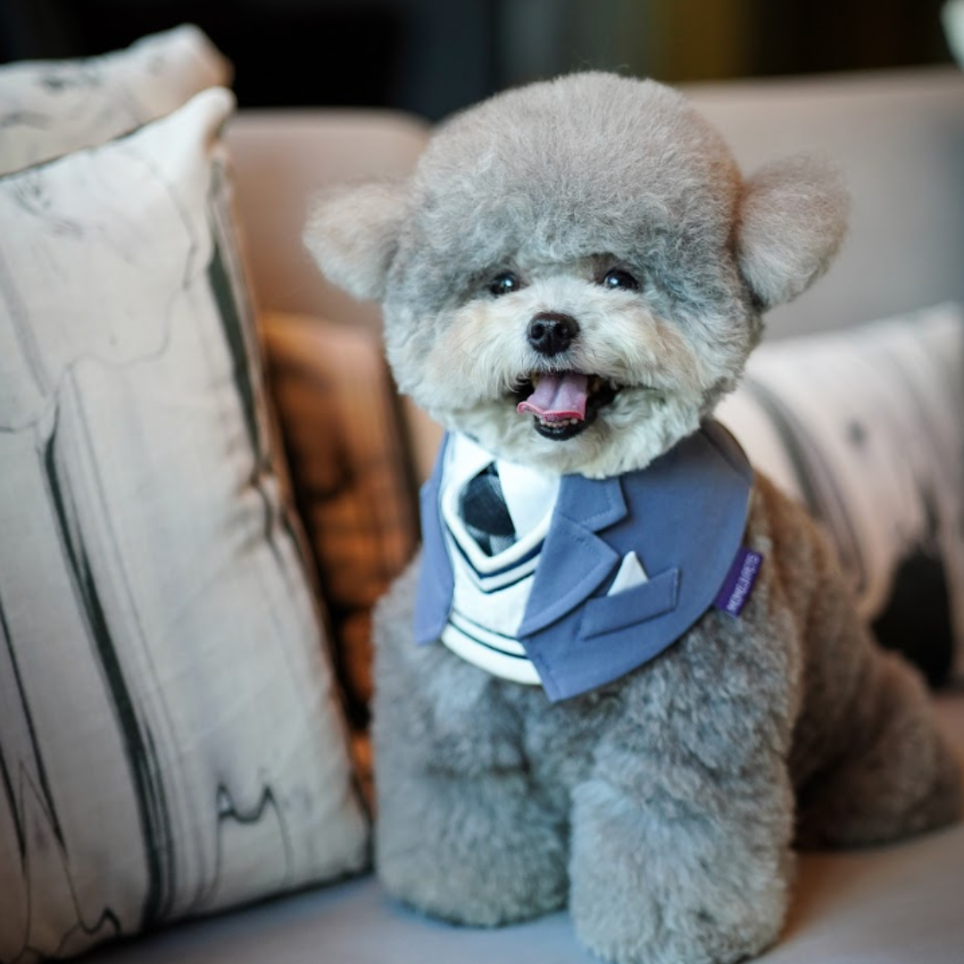 Momoji Joseph Bib - ชุดสุนัข ชุดแมว สูทสำหรับสัตว์เลี้ยง สีเทา สีกรม ชุดนักเรียนชาย