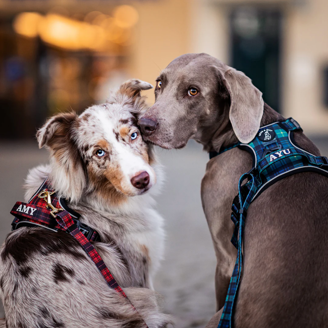 Boss & Olly - Lumberjack Plaids รัดอก สายจูง สำหรับสุนัขและแมว Leash and Harness for Dog and Cat