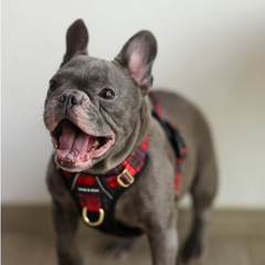 Boss & Olly - Lumberjack Plaids รัดอก สายจูง สำหรับสุนัขและแมว Leash and Harness for Dog and Cat