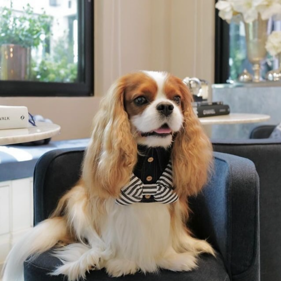 Momoji Pet Bib - Denim & Stripes ชุดสุนัข ชุดแมว ชุดสัตว์เลี้ยง ผ้าพันคอสุนัข ชุดยีนสุนัขแมวชายหญิง