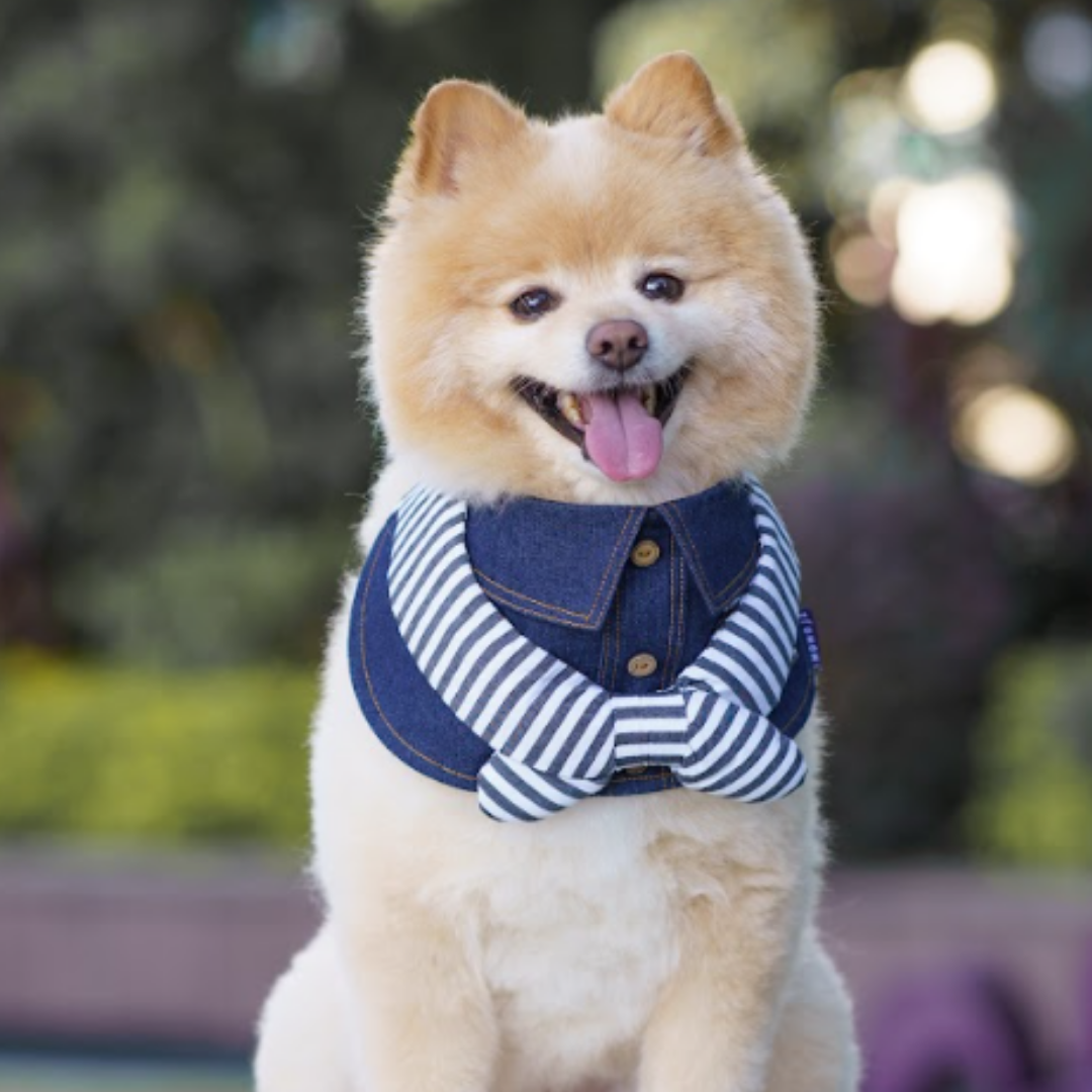 Momoji Pet Bib - Denim & Stripes ชุดสุนัข ชุดแมว ชุดสัตว์เลี้ยง ผ้าพันคอสุนัข ชุดยีนสุนัขแมวชายหญิง