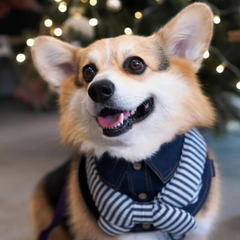 Momoji Pet Bib - Denim & Stripes ชุดสุนัข ชุดแมว ชุดสัตว์เลี้ยง ผ้าพันคอสุนัข ชุดยีนสุนัขแมวชายหญิง