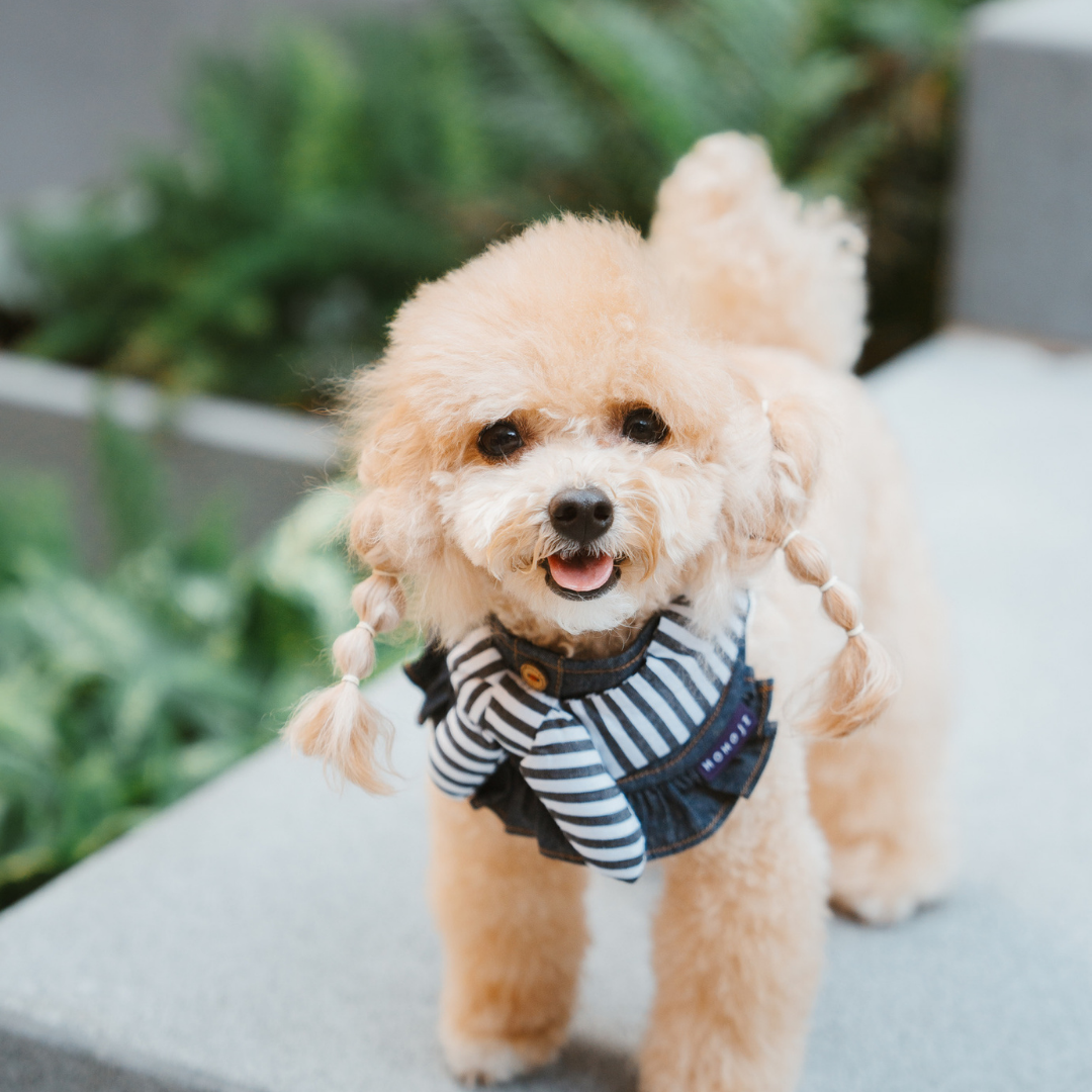 Momoji Pet Bib - Denim & Stripes ชุดสุนัข ชุดแมว ชุดสัตว์เลี้ยง ผ้าพันคอสุนัข ชุดยีนสุนัขแมวชายหญิง
