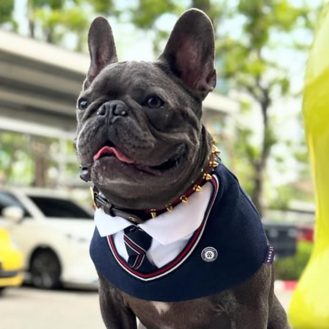 Momoji Stephen Bib - ชุดสุนัข ชุดแมว ชุดสัตว์เลี้ยง ผ้าพันคอสุนัข ชุดนักเรียนชายอินเตอร์