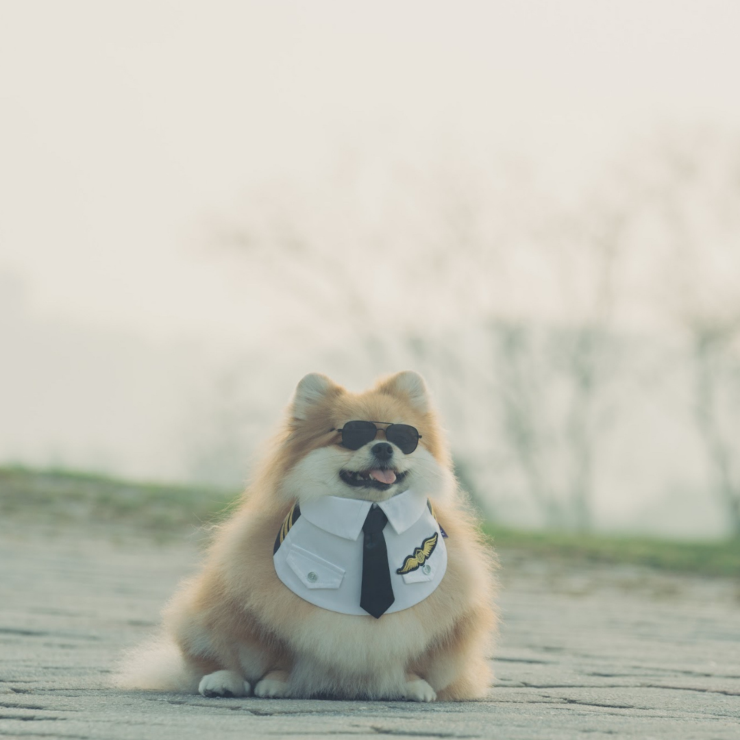 Momoji Air Pilot Bib -  ชุดสุนัข ชุดแมว ชุดสัตว์เลี้ยง ผ้าพันคอสุนัข ชุดนักบิน สีกรม สีขาว
